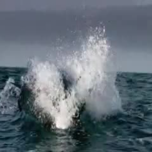 Breaching White Shark