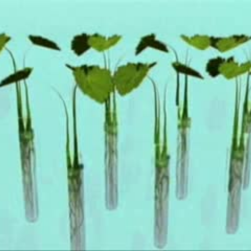 EDIT 202 Sample Video