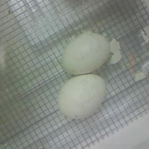 egg hatching part 1