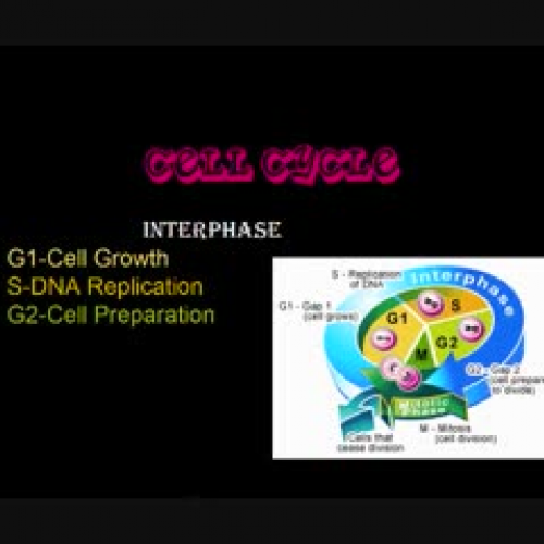 Cell Cycle