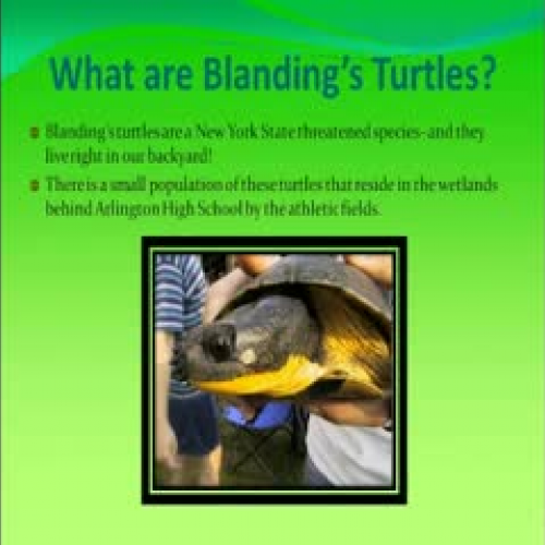 Blandings Turtle