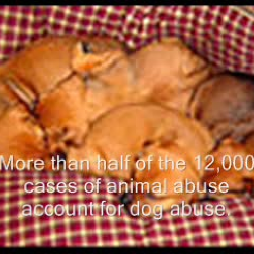 Dog abuse