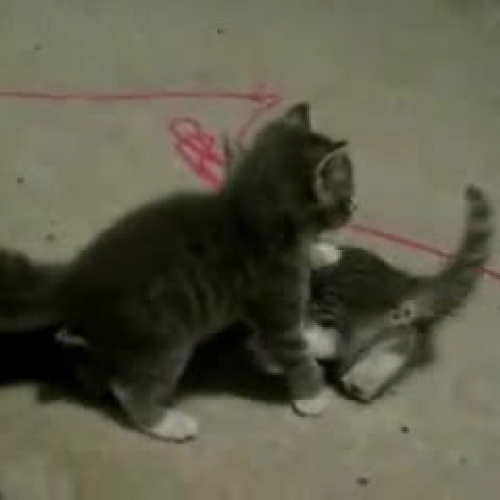 Kittens
