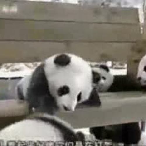 Panda Bears