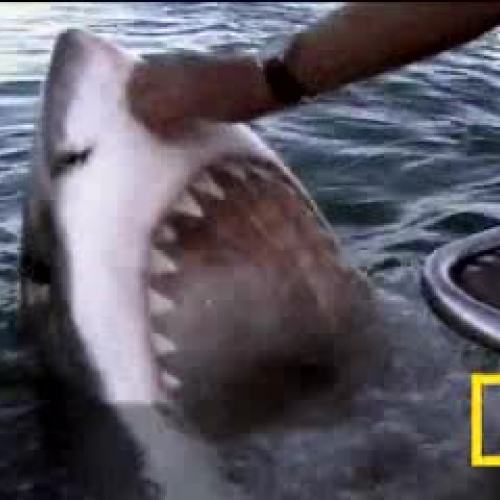 EDIT 202 Sample Video-Great White Sharks