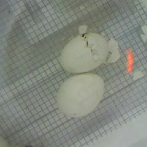 Egg hatching part 2