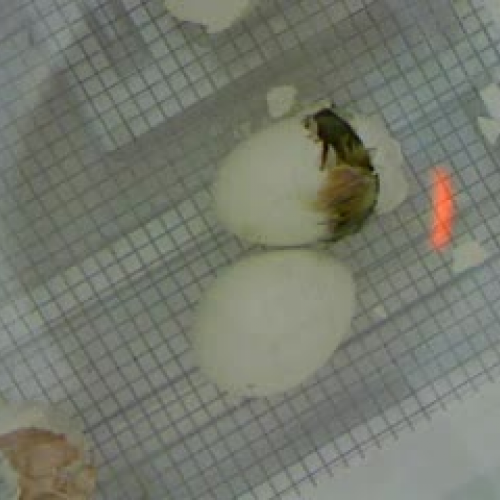 egg hatching part 3
