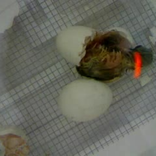 egg hatching part 4