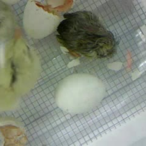 egg hatching part 6