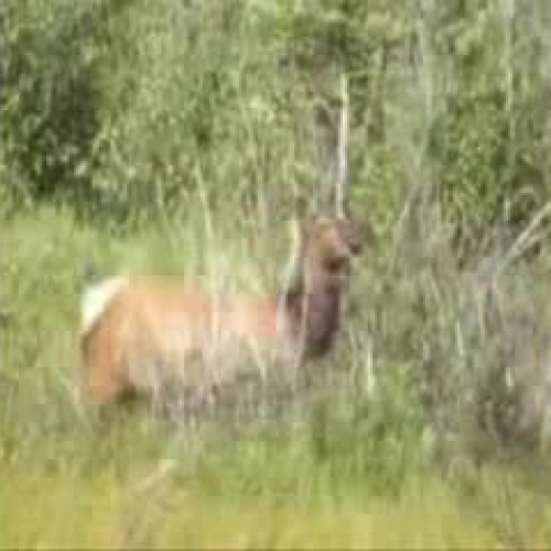 The Beauty of The Canadian Rockies