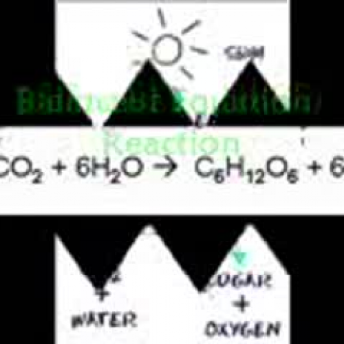 all about photosynthesis