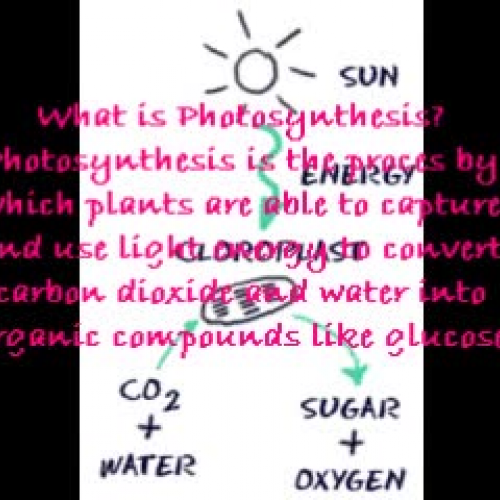 all about photosynthesis