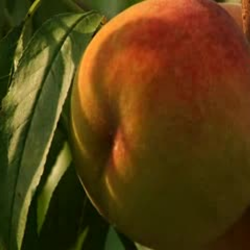 Delaware Peaches