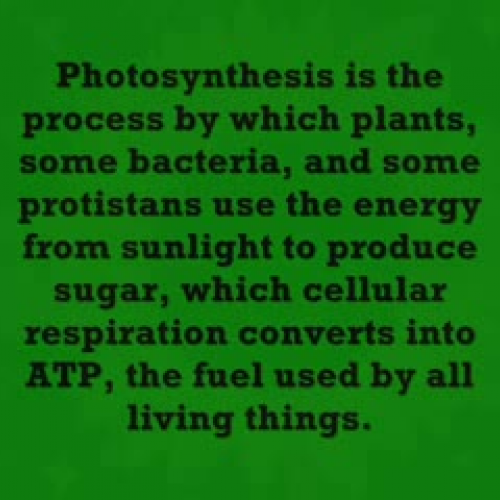 Photosynthesis in Action