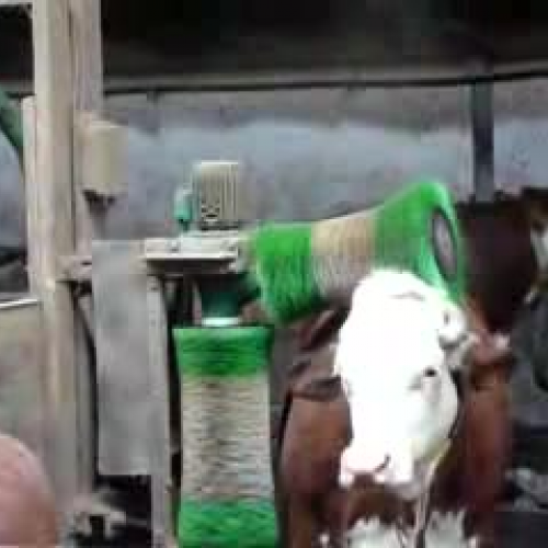 GIVE A MASSAGE TO A COW