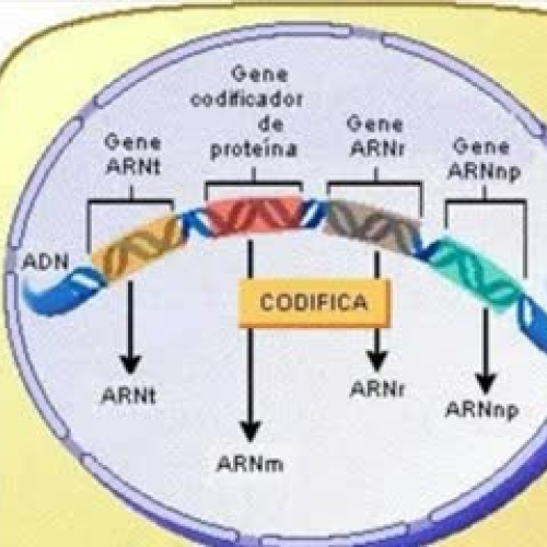 ácidos nucléicos