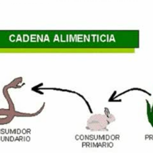 Cadena alimenticia