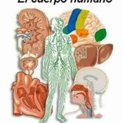 Cuerpo humano