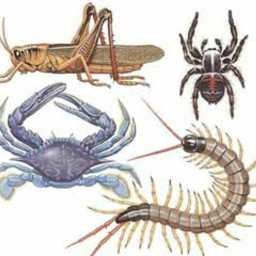 Invertebrados