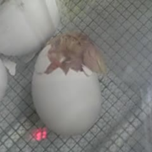 Chick Hatching