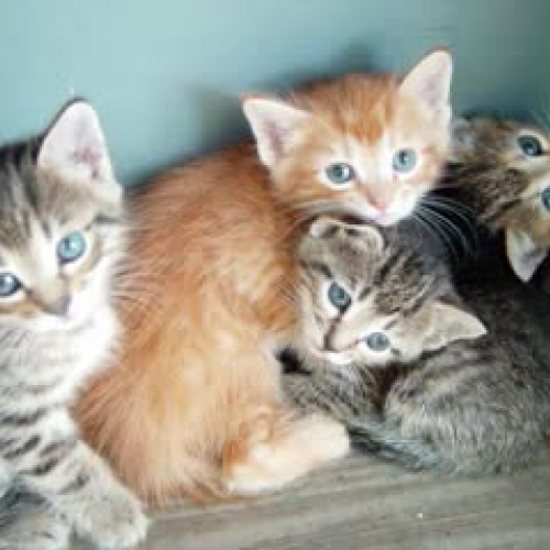 Prevent Animal Cruelty