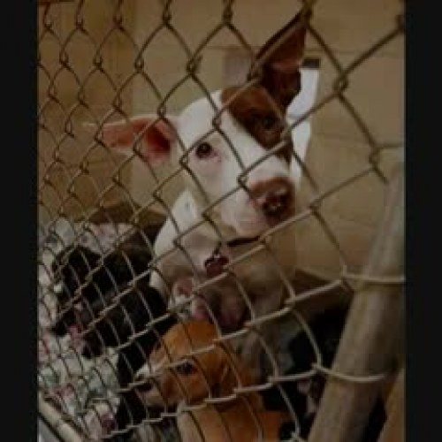 the shelter pet project