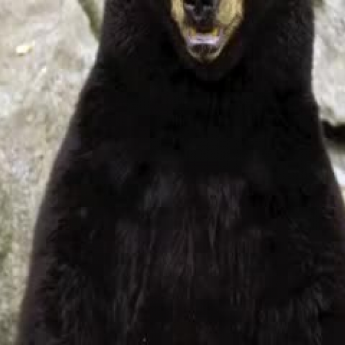 Alphabet with Animals