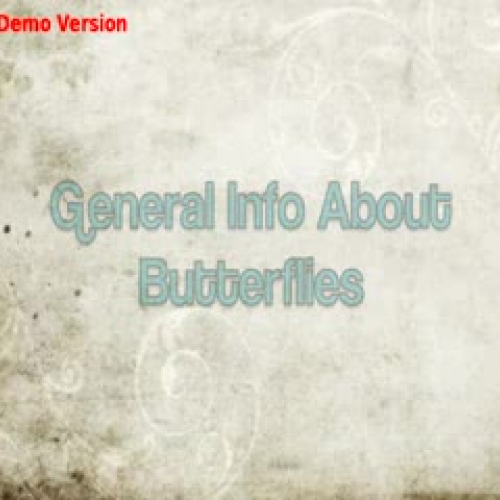 all about butterflies