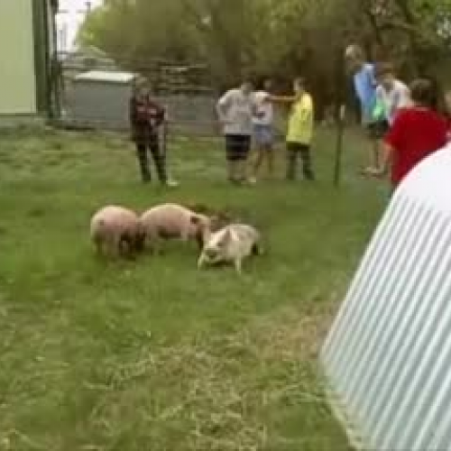 New Pigs at Walton