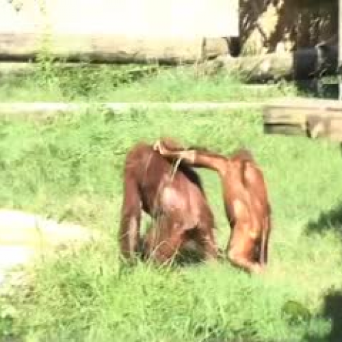 Solaris the Orangutan and his family!