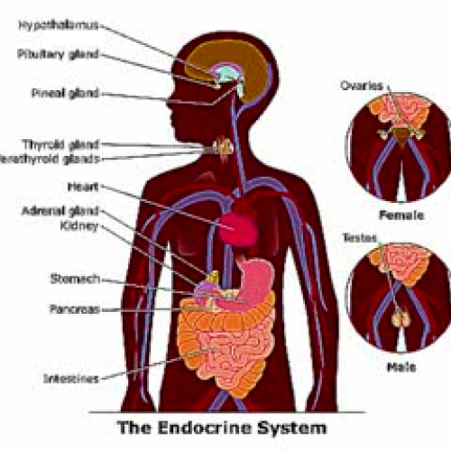 endocrine system rap