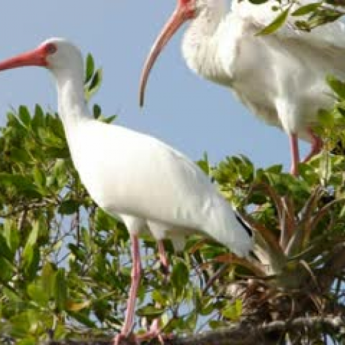 White Ibis by Ian and Valeria