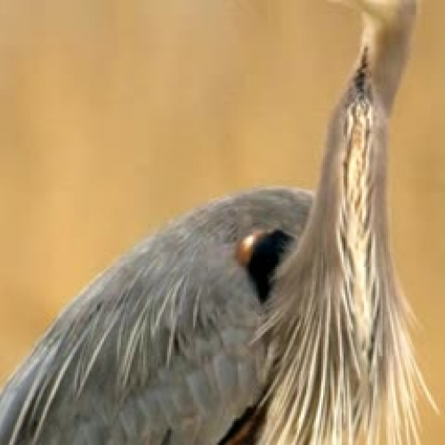 Great Blue Heron by Alicia and Abby