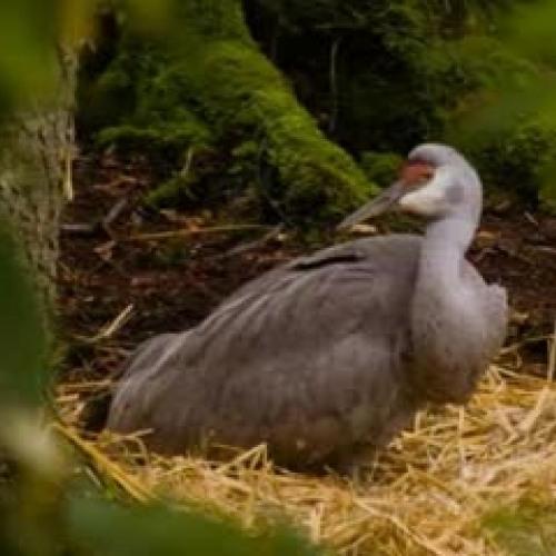 Sandhill Crane by Devin and Imani