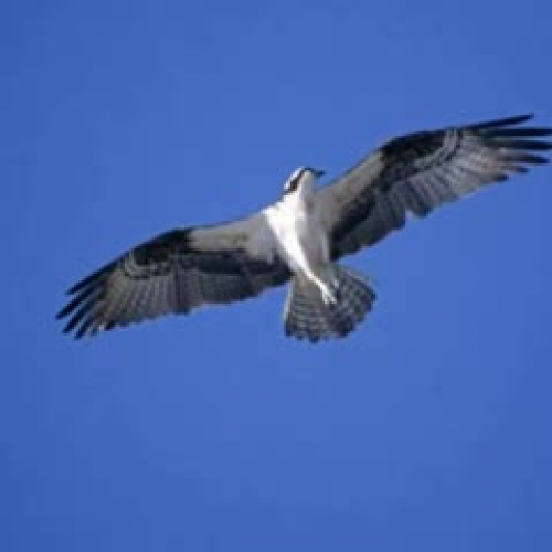 Osprey by Katrina and Tai