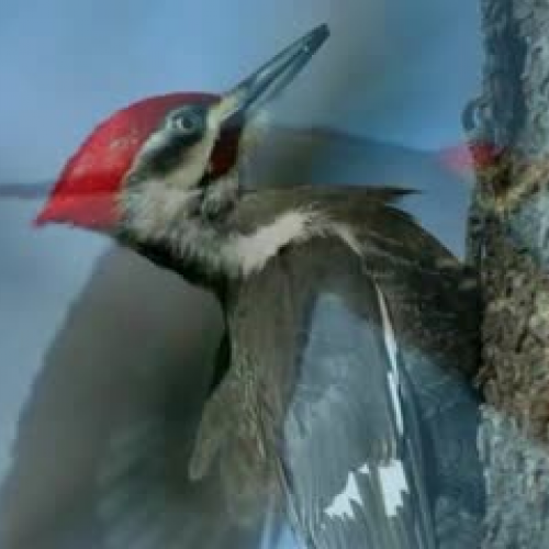 Pileated Woodpecker by Melody and Meg
