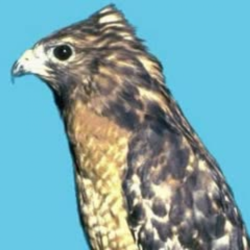 Red-Shouldered Hawk by Jordan and Gavin