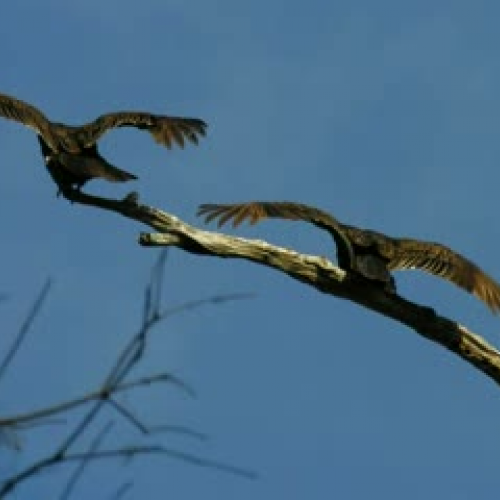 Turkey Vulture by Connor and Justin