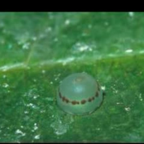 Butterflies by Connor and Alicia