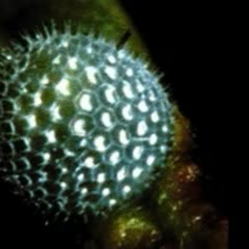 A Butterfly's Life by Ian, Gavin, and Devin