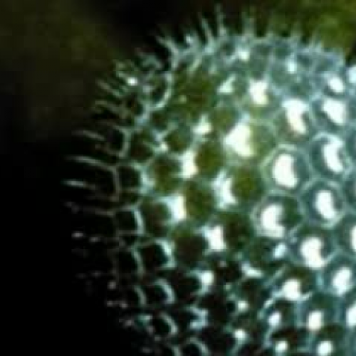 Butterfly Story by Abby and Imani