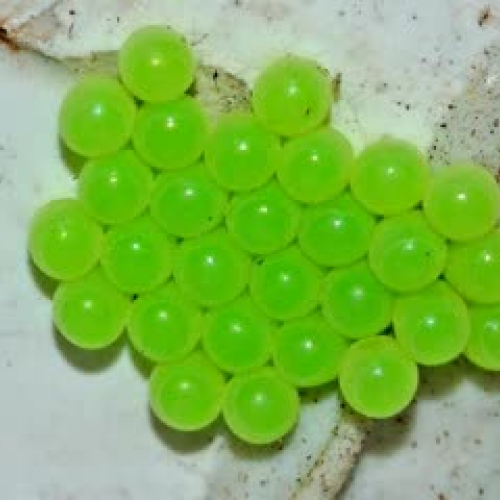 Butterflies are Beautiful by Katrina and Melo