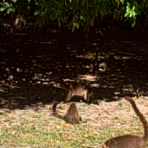 Koti Mundi Test Video