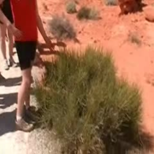 Valley of Fire Adaptation