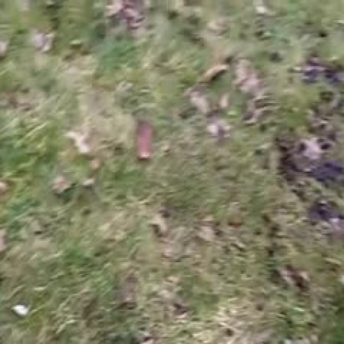 Dog plays in garden