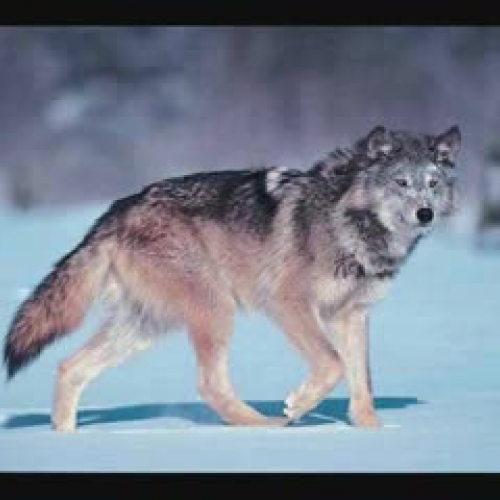 Michigan Grey Wolves