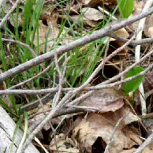 Eastern Garter Snake