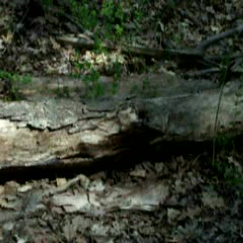 What Lives In This Log