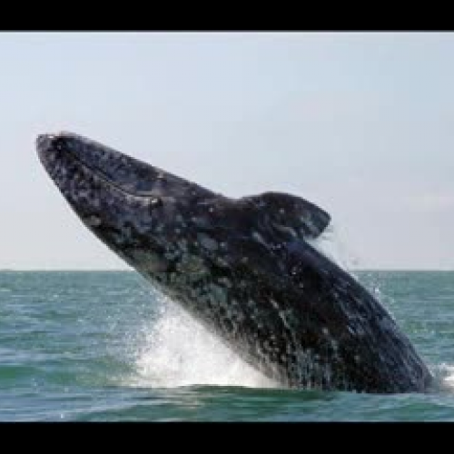 Le film des baleines