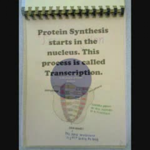 Protein Synthesis Storybook